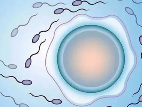 正规借卵试管费用详解，附费用明细与影响因素