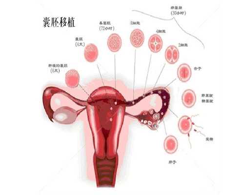 专业供卵试管代怀机构选择指南与成功建议